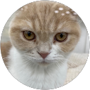 いんかむ投資家